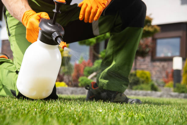 Best Local Pest Control Services  in Coalfield, TN
