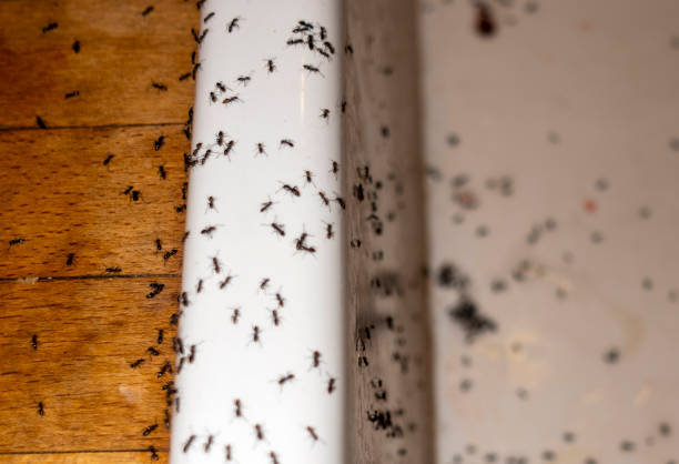 Best Pest Removal Services  in Coalfield, TN
