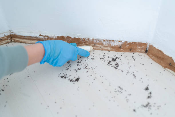 Best Best Pest Control Companies  in Coalfield, TN