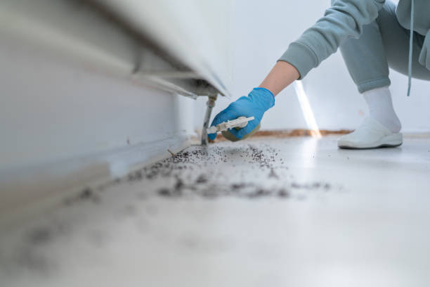 Best Bed Bug Extermination  in Coalfield, TN